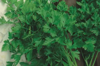 Aachi петрушка parsley 20 г