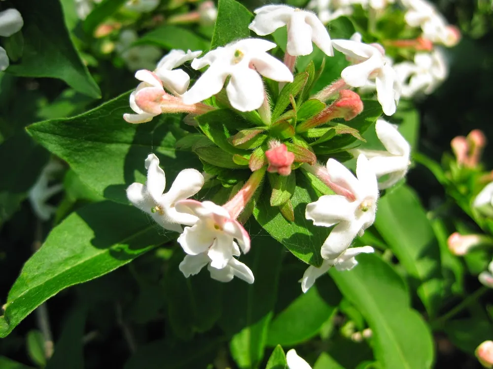 Abelia mosanensis