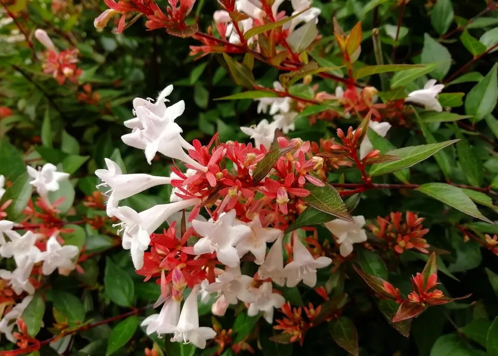 Абелия китайская Abelia chinensis