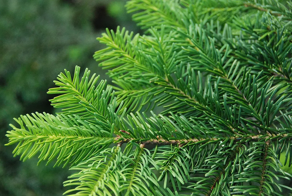 Abies amabilis