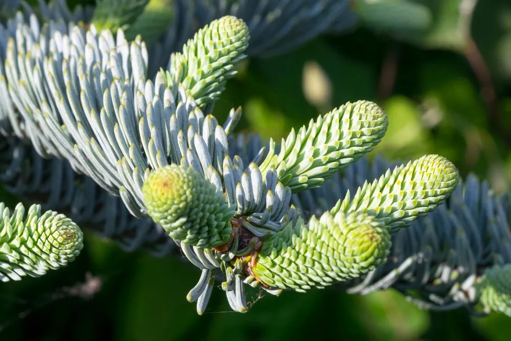 Abies homolepis Nikko