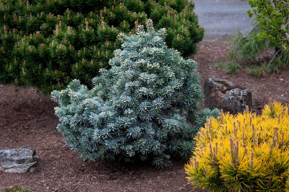 Abies lasiocarpa Prickly Pete