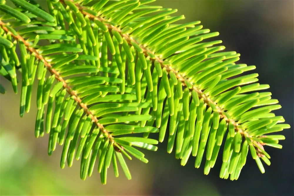 Abies nordmanniana