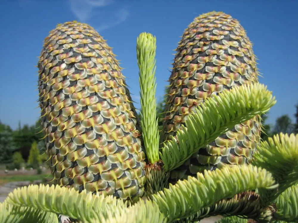 Abies procera