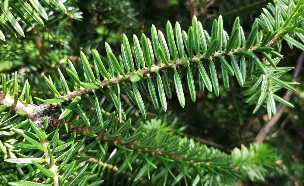 Abies procera glauca prostrata