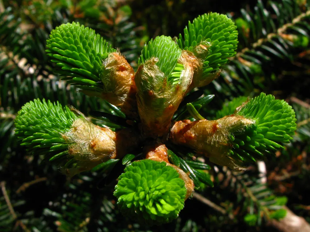 Abies sibirica