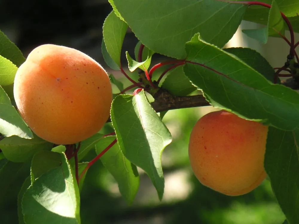 Абрикос маньчжурский armeniaca mandshurica