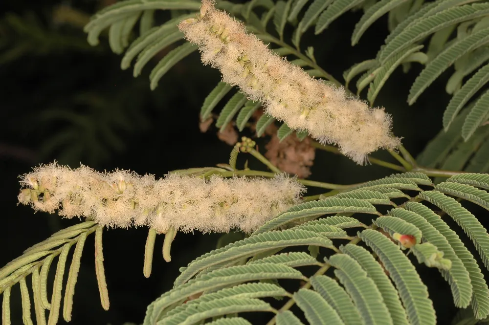 Acacia catechu