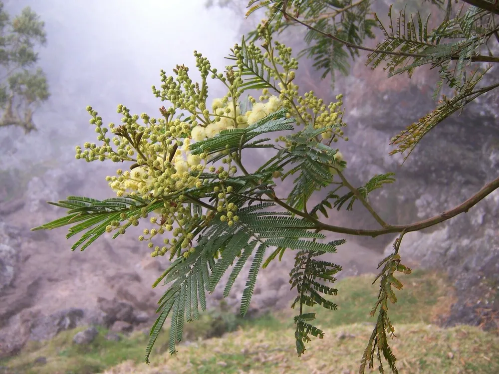 Acacia mearnsii