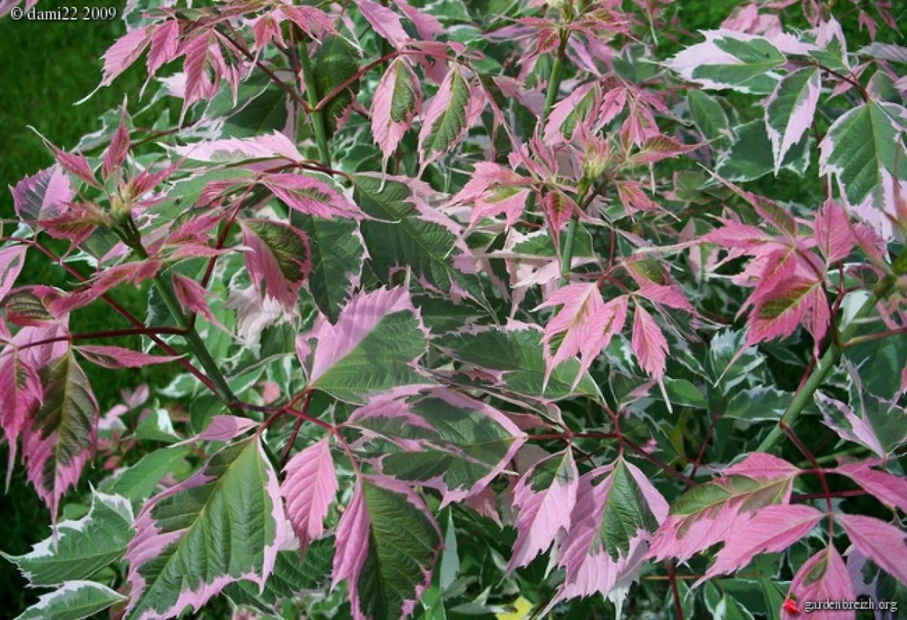 Acer negundo Flamingo