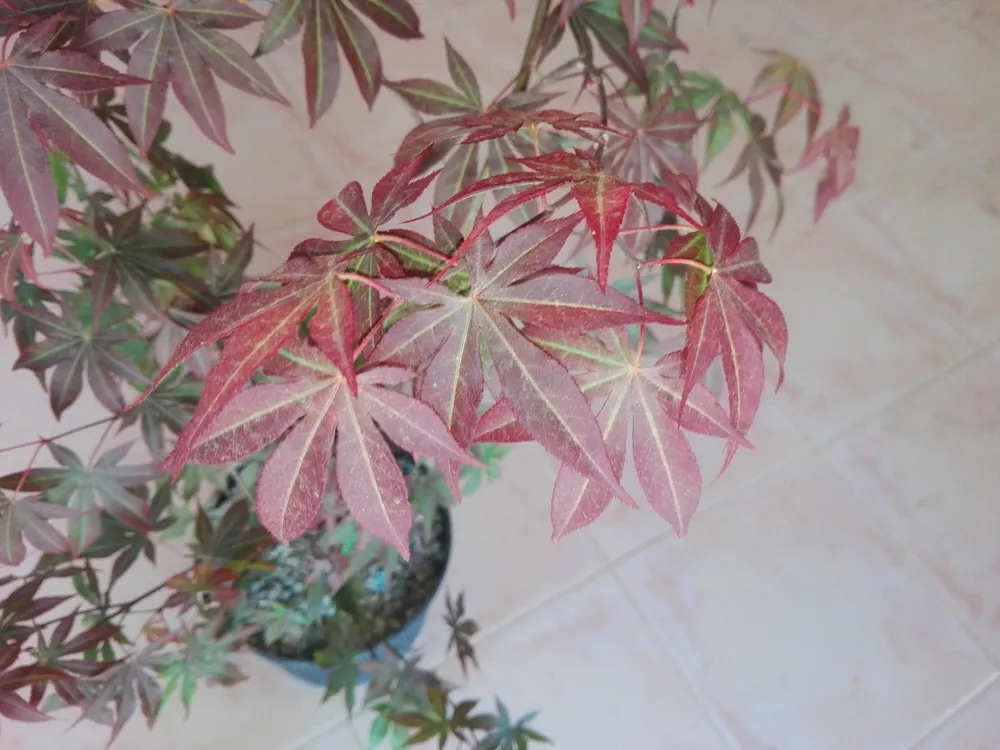 Acer palmatum Beni Maiko