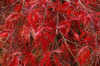 Acer palmatum Crimson Queen