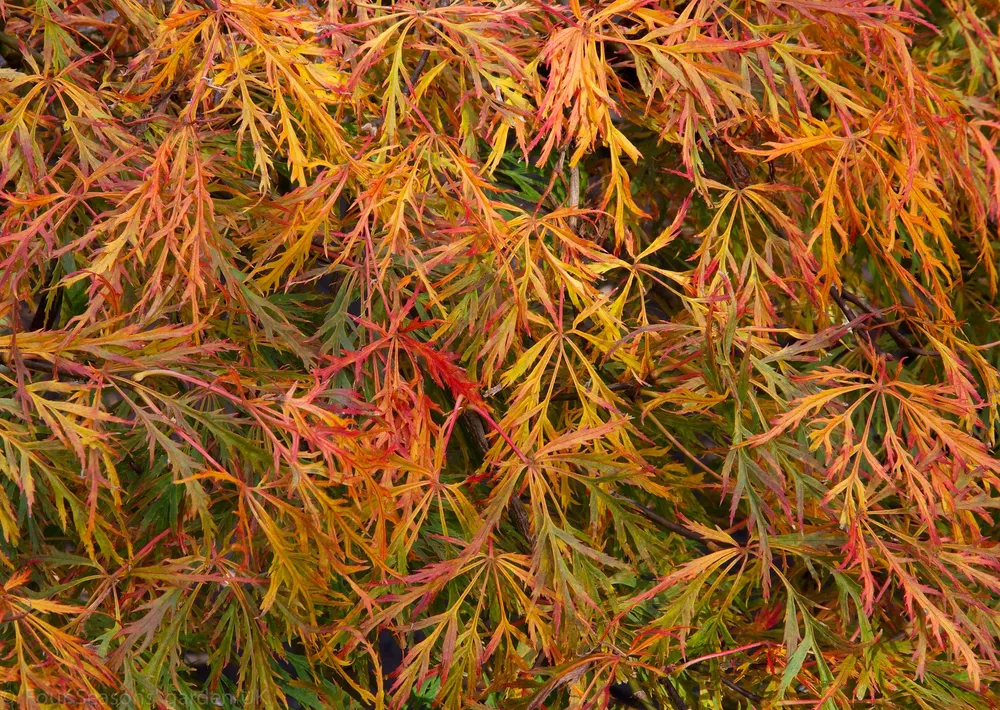 Acer palmatum dissectum