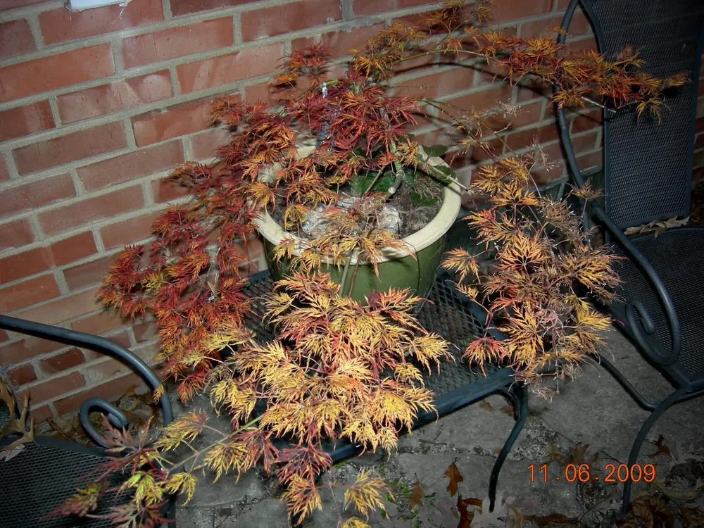 Acer palmatum Emerald Lace