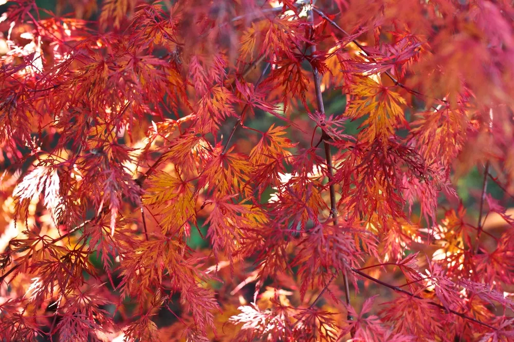 Acer palmatum Emerald Lace