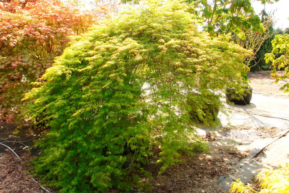 Acer palmatum Emerald Lace