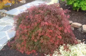 Acer palmatum Orangeola