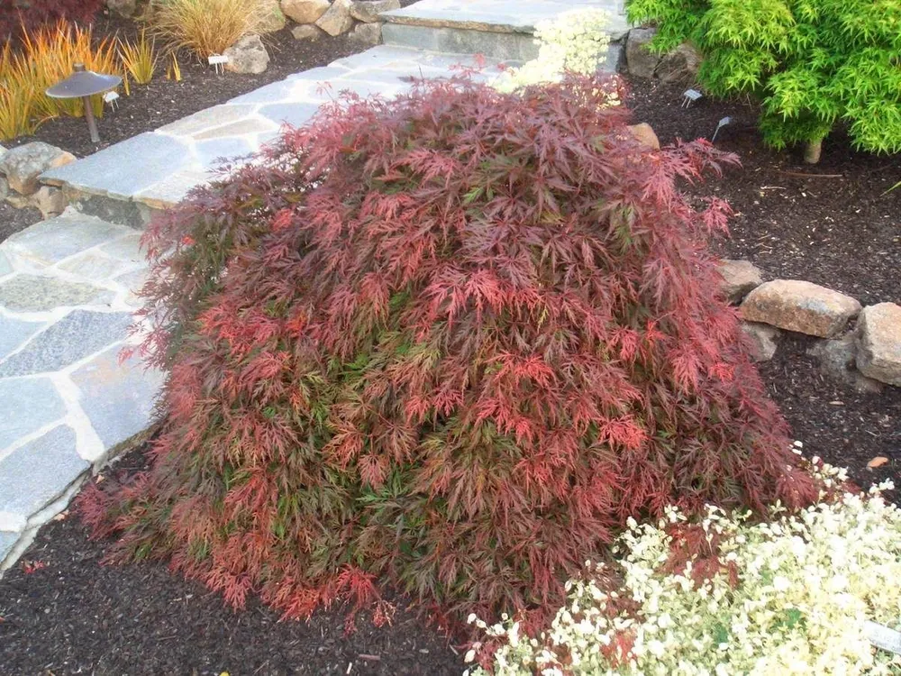 Acer palmatum Orangeola