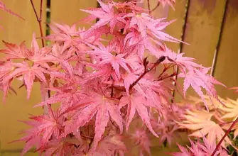 Acer palmatum Phoenix