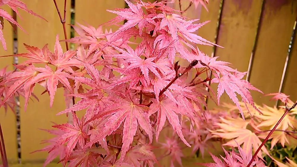 Acer palmatum Phoenix