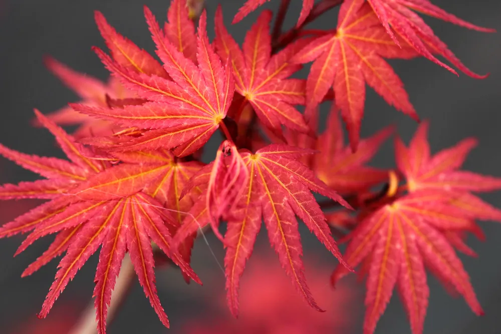 Acer palmatum Phoenix