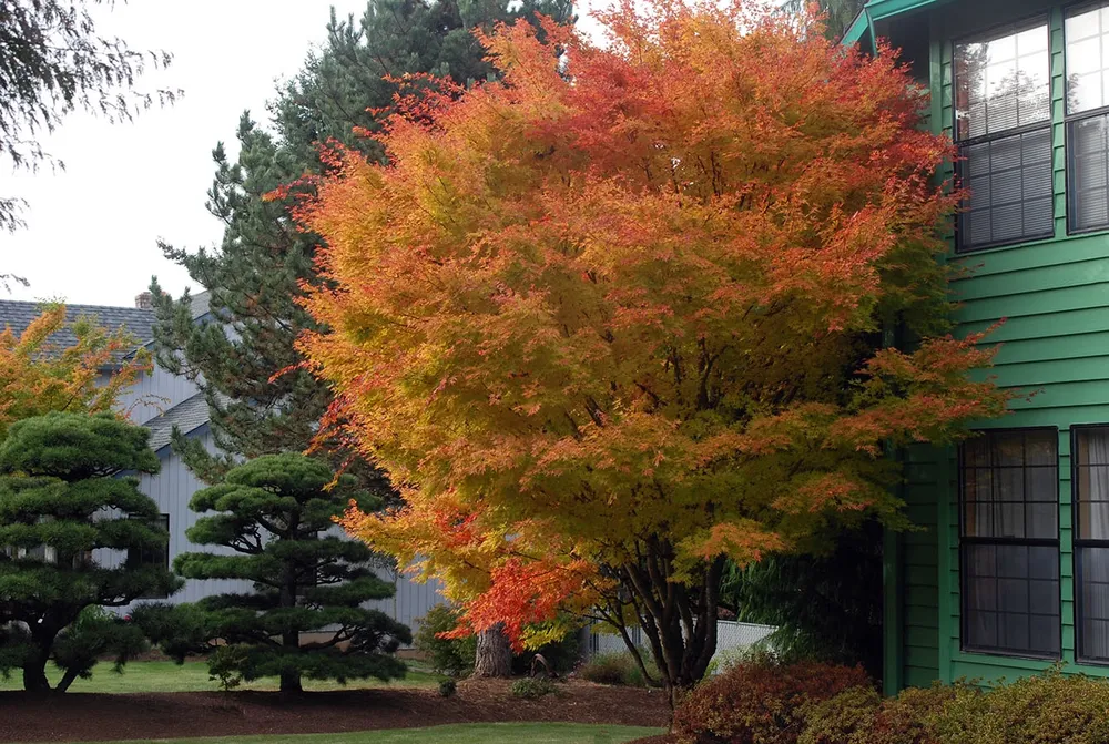 Acer palmatum Sangokaku