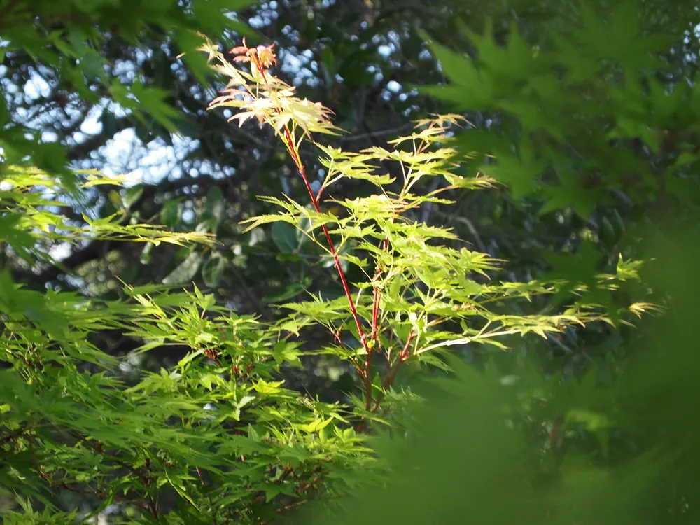 Acer palmatum Sangokaku