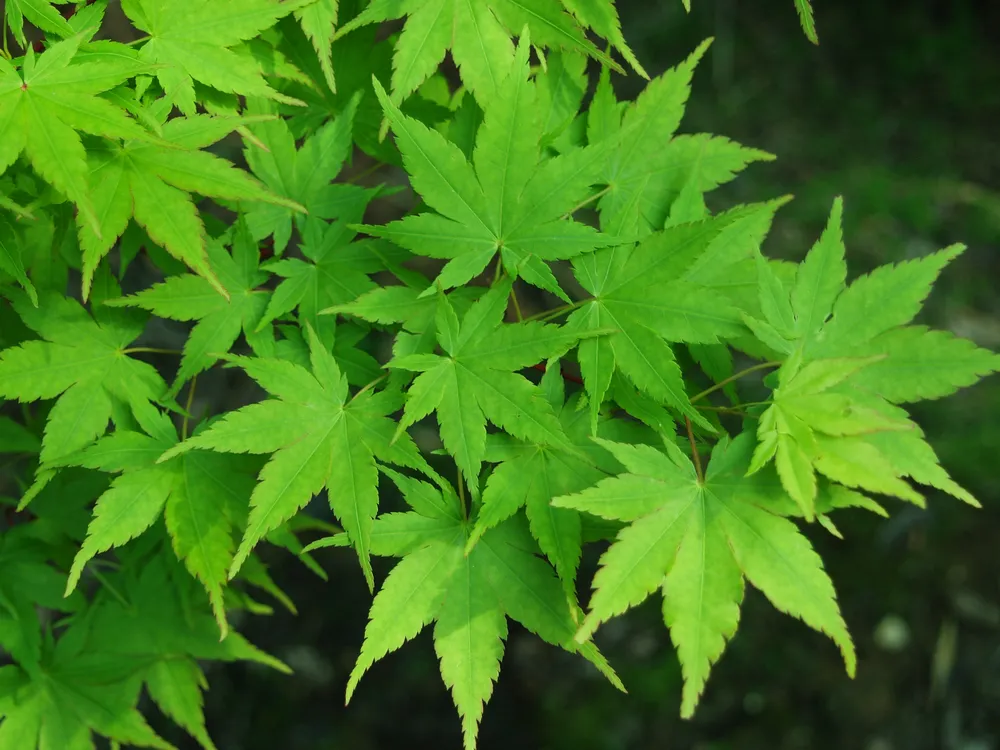 Acer palmatum Seiryu