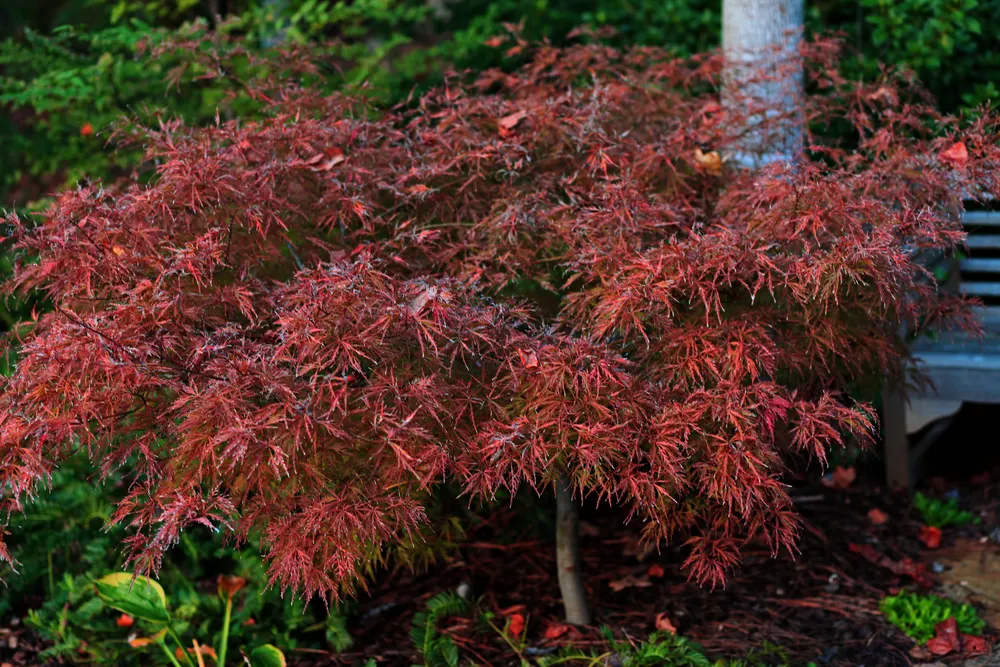 Acer palmatum Thunb