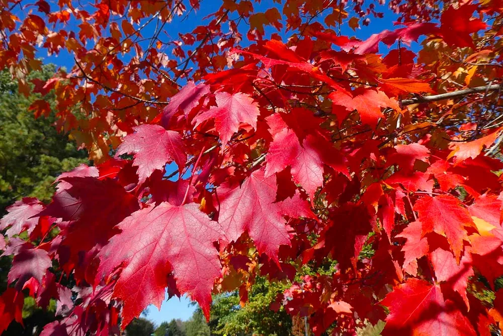 Acer rubrum клен красный Red Sunset