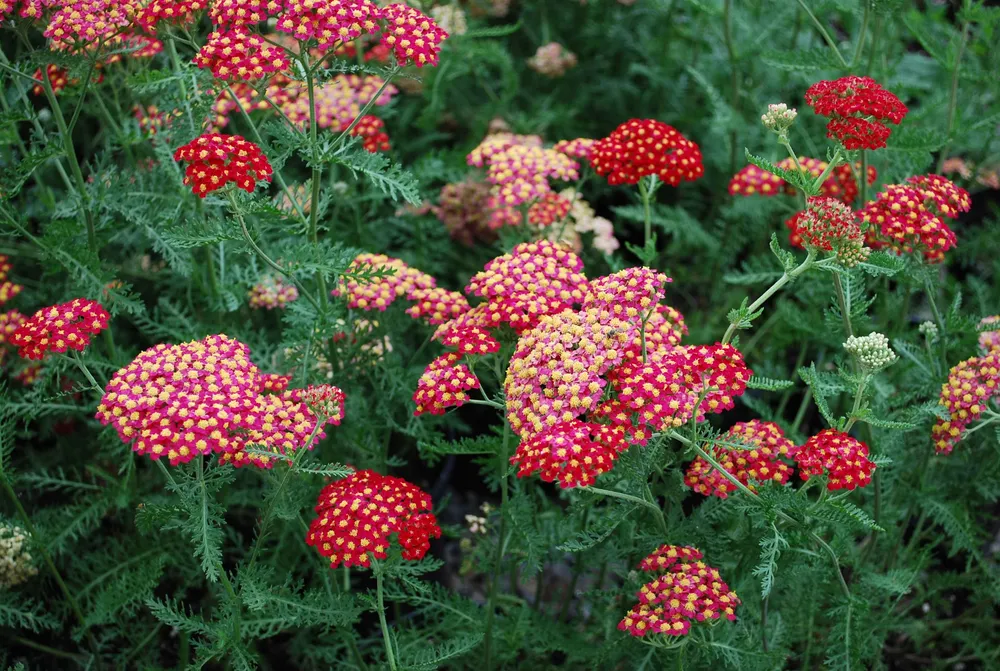 Achillea millefolium paprika