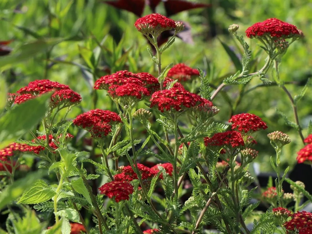 Achillea millefolium paprika