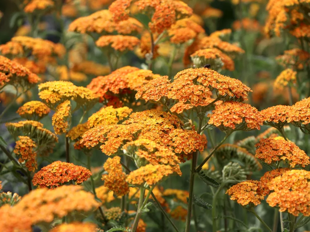 Achillea millefolium Terracotta