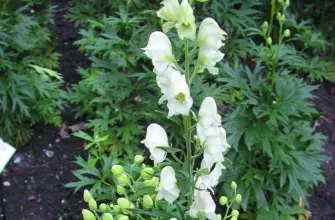 Aconitum napellus album