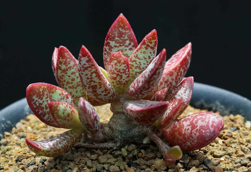 Адромискус Купера Adromischus cooperi