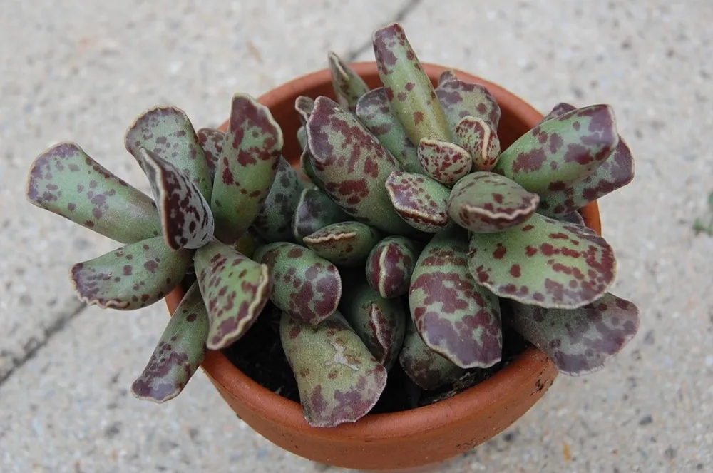 Адромискус Купера Adromischus cooperi