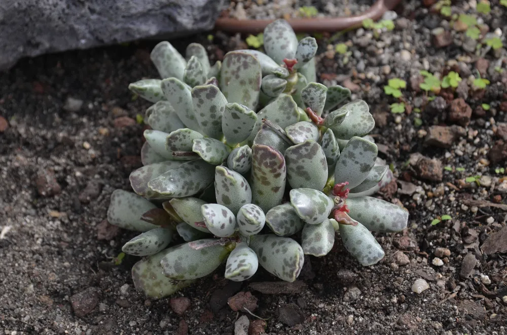 Адромискус Купера Adromischus cooperi