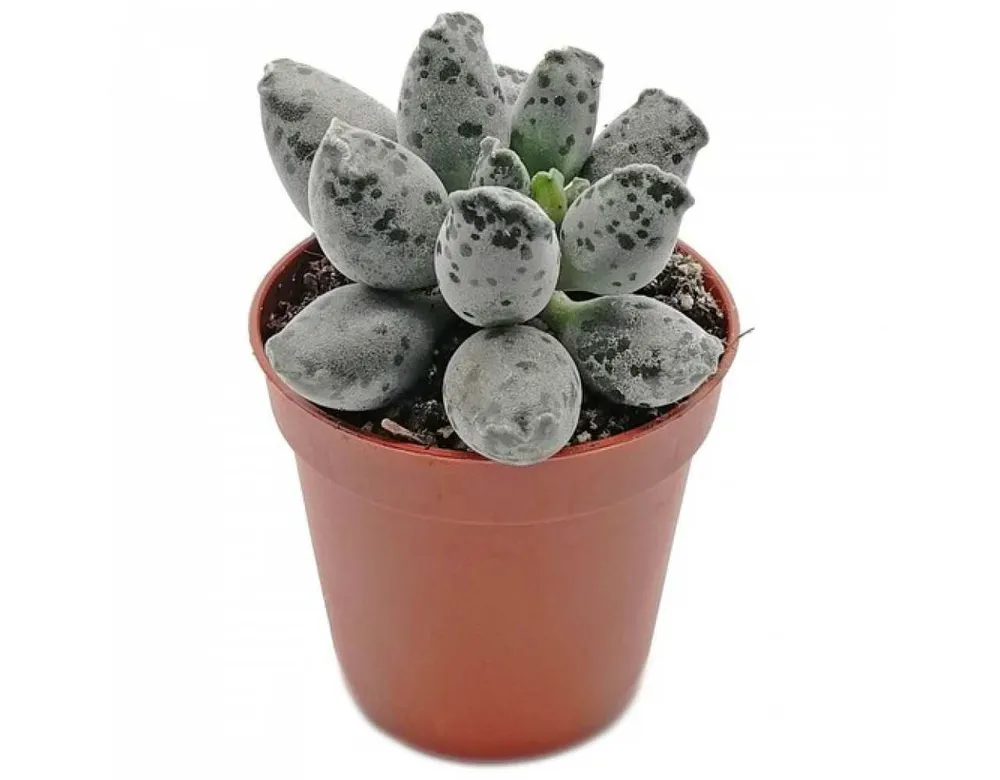 Адромискус Купера Adromischus cooperi