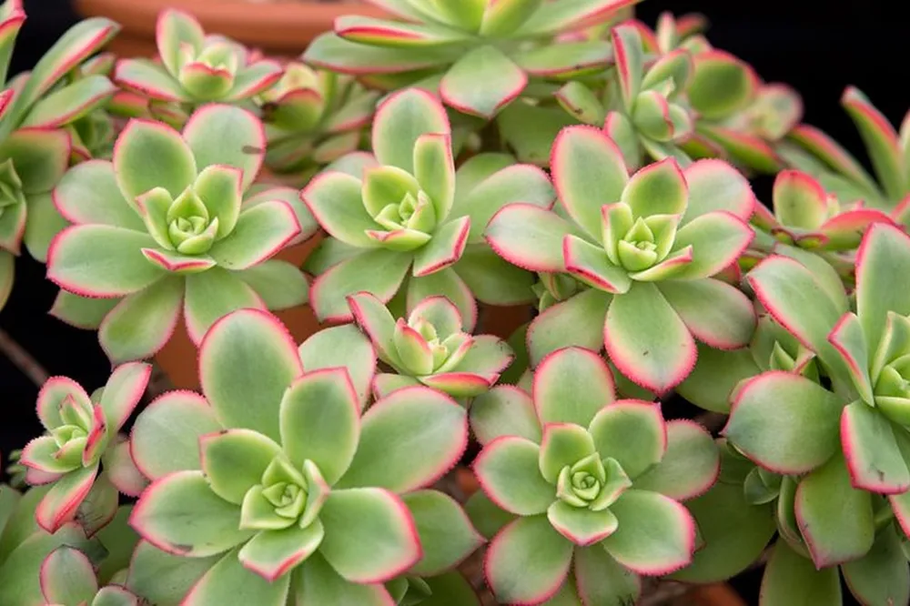 Aeonium haworthii