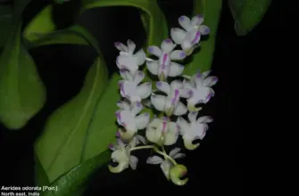 Aerides odorata