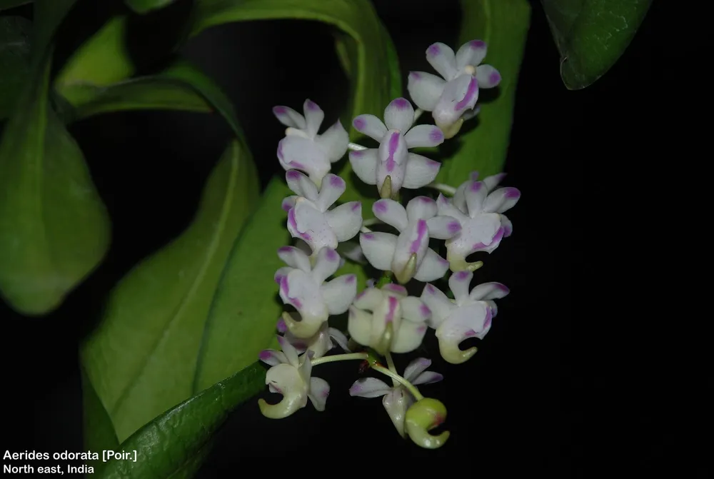 Aerides odorata