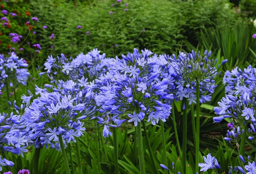 Агапантус Африканский Agapanthus africanus