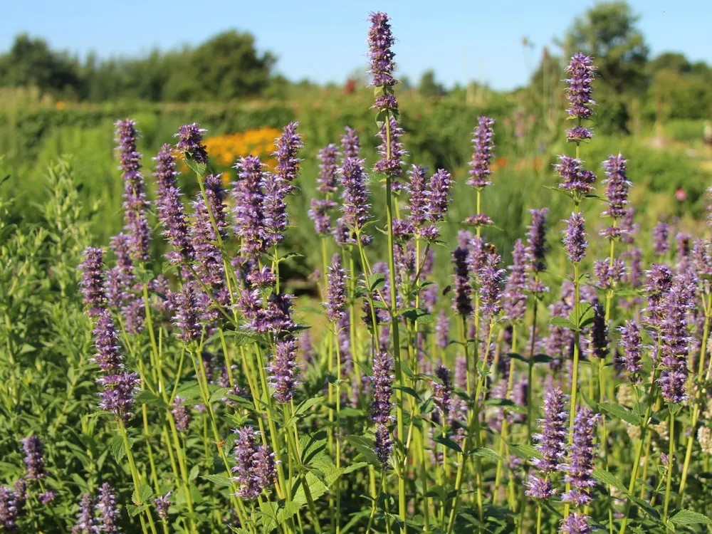 Agastache Foeniculum