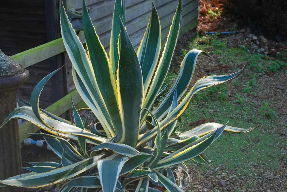 Agave Americana variegata