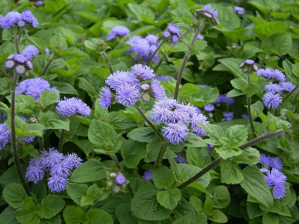 Агератум Хоустона Ageratum houstonianum