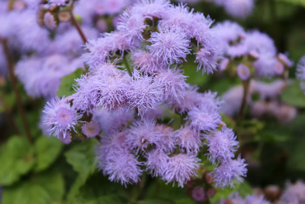 Агератум Хоустона Ageratum houstonianum