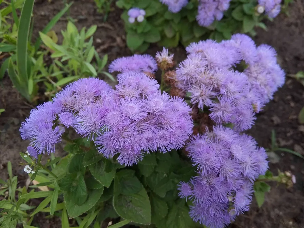 Агератум Хоустона Ageratum houstonianum