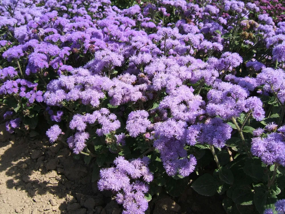 Агератум Хоустона Ageratum houstonianum