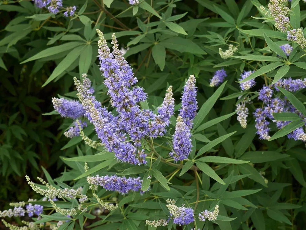 Agnus castus