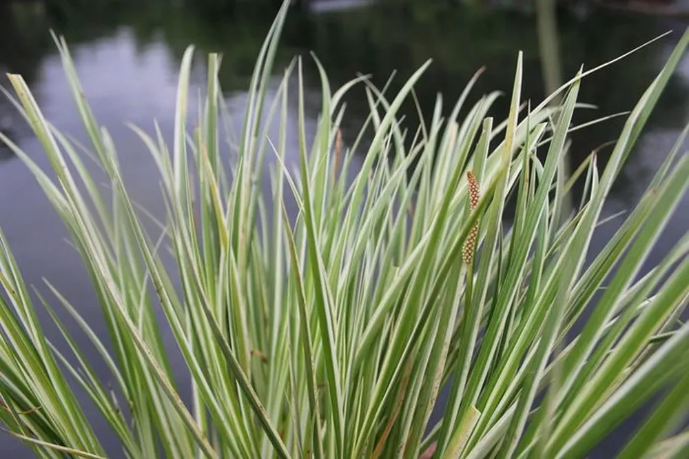 АИР болотный Acorus Calamus